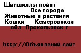 Шиншиллы пойнт ns1133,ny1133. - Все города Животные и растения » Кошки   . Кемеровская обл.,Прокопьевск г.